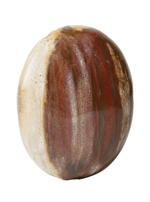 Petrified Wood lovingthyselfrocks