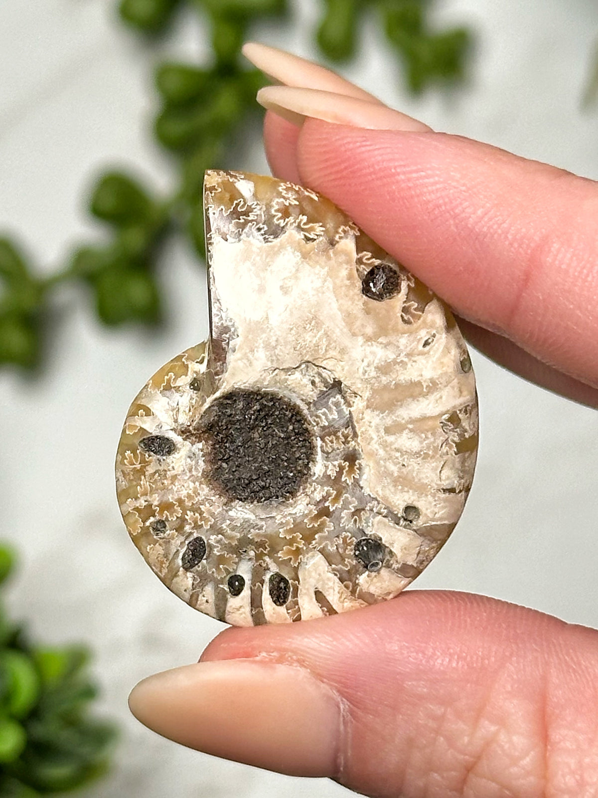 Variscite Ammonite Inlay - #6