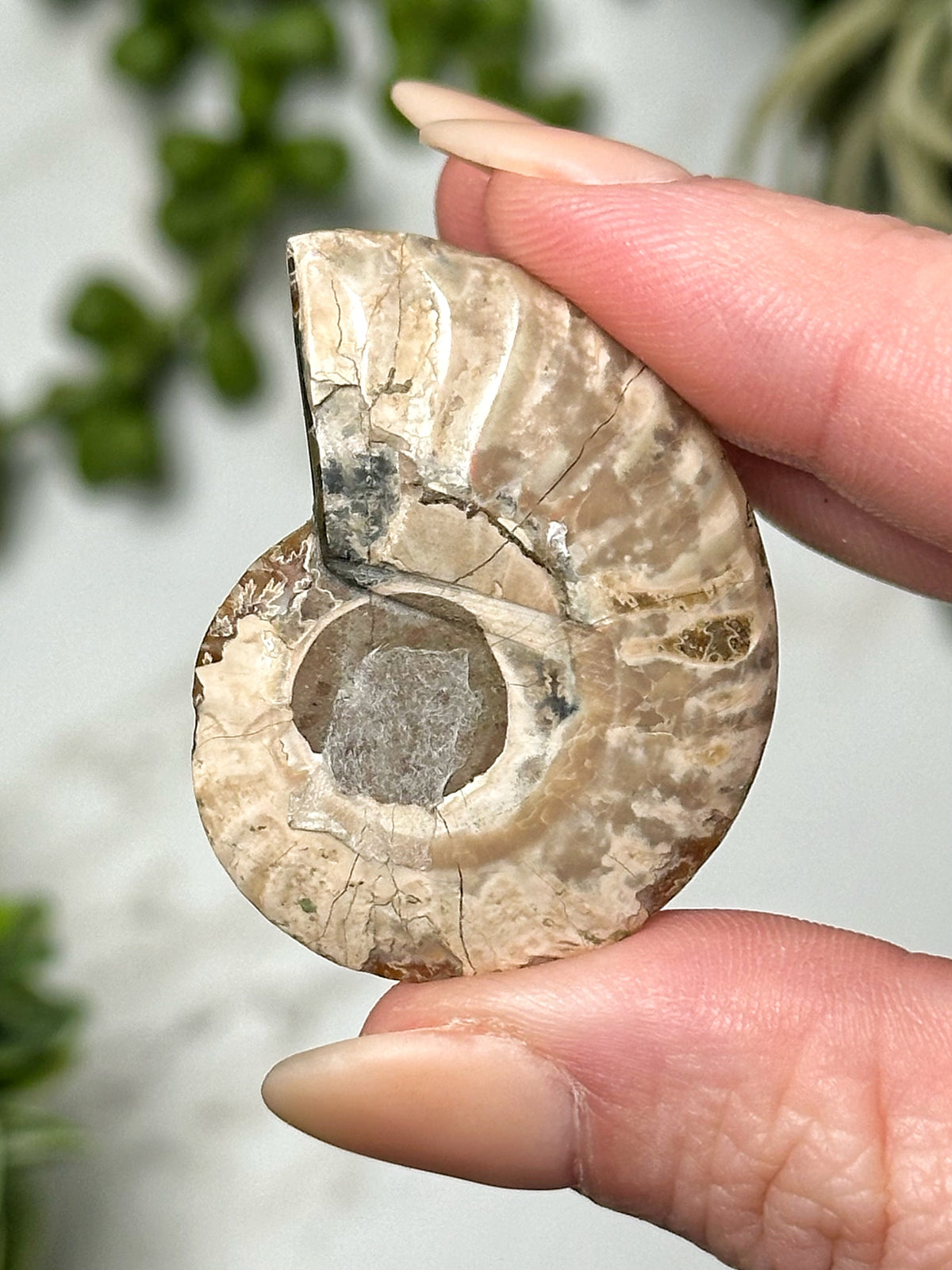 Rhodochrosite Ammonite Inlay - #2