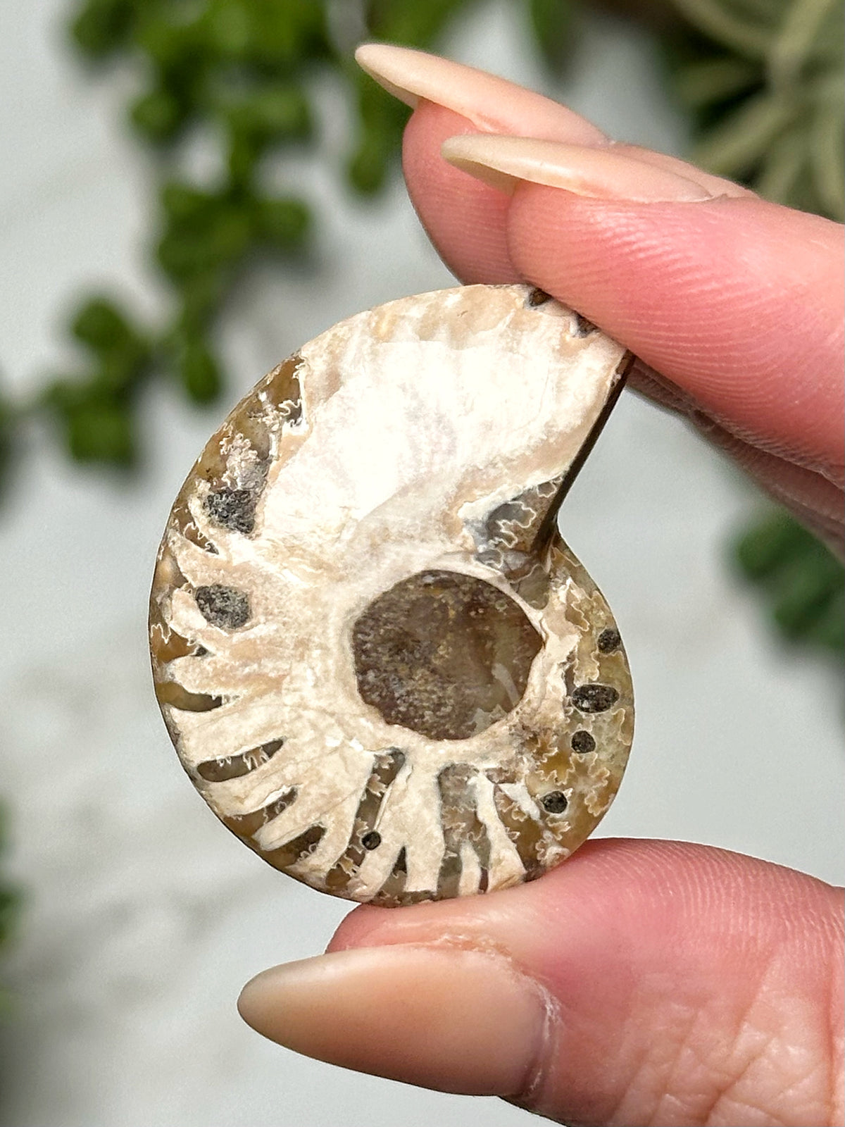 Variscite Ammonite Inlay - #5