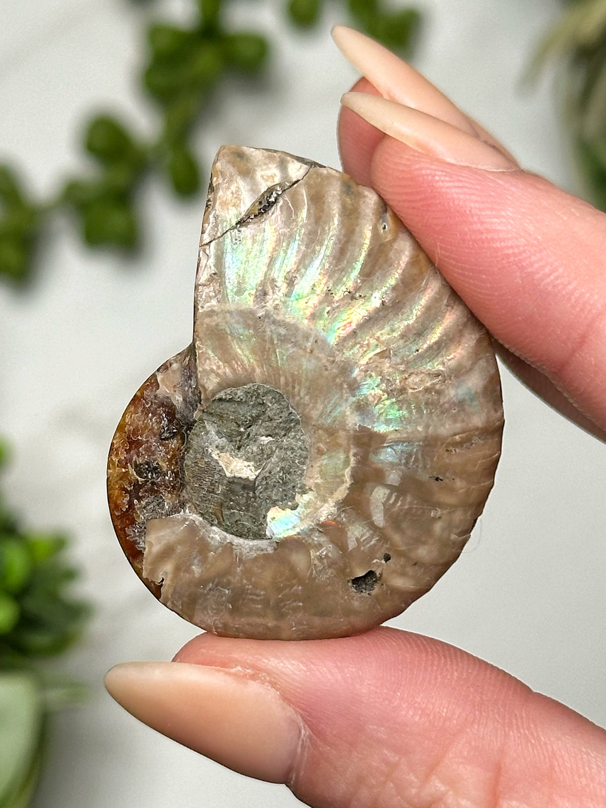Variscite Ammonite Inlay - #4