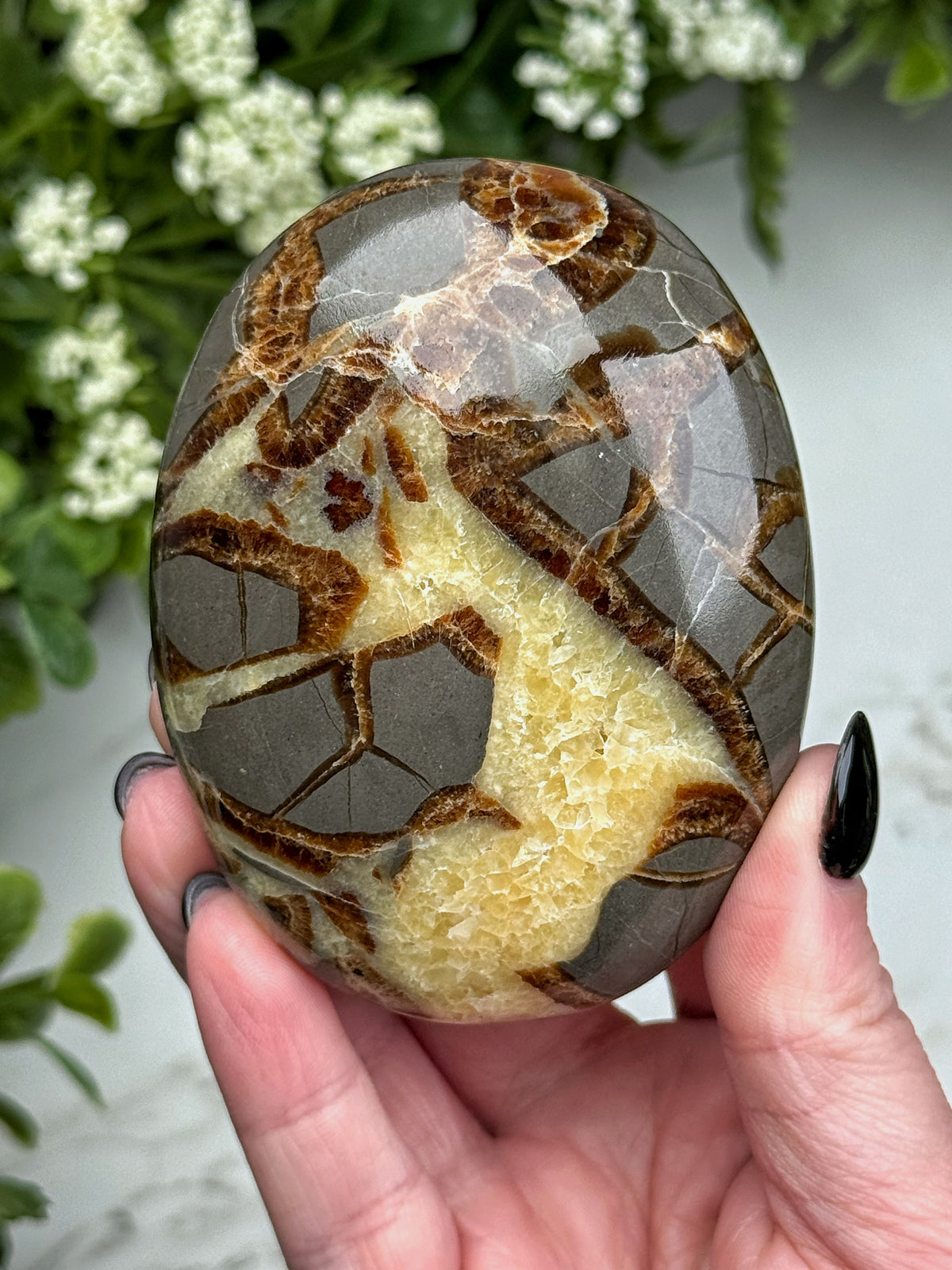 Septarian Palmstone - #4