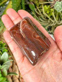 Petrified Wood Freeform - #1