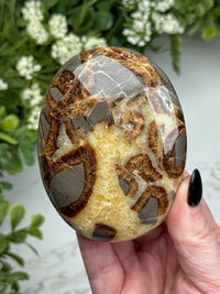Septarian Palmstone - #4