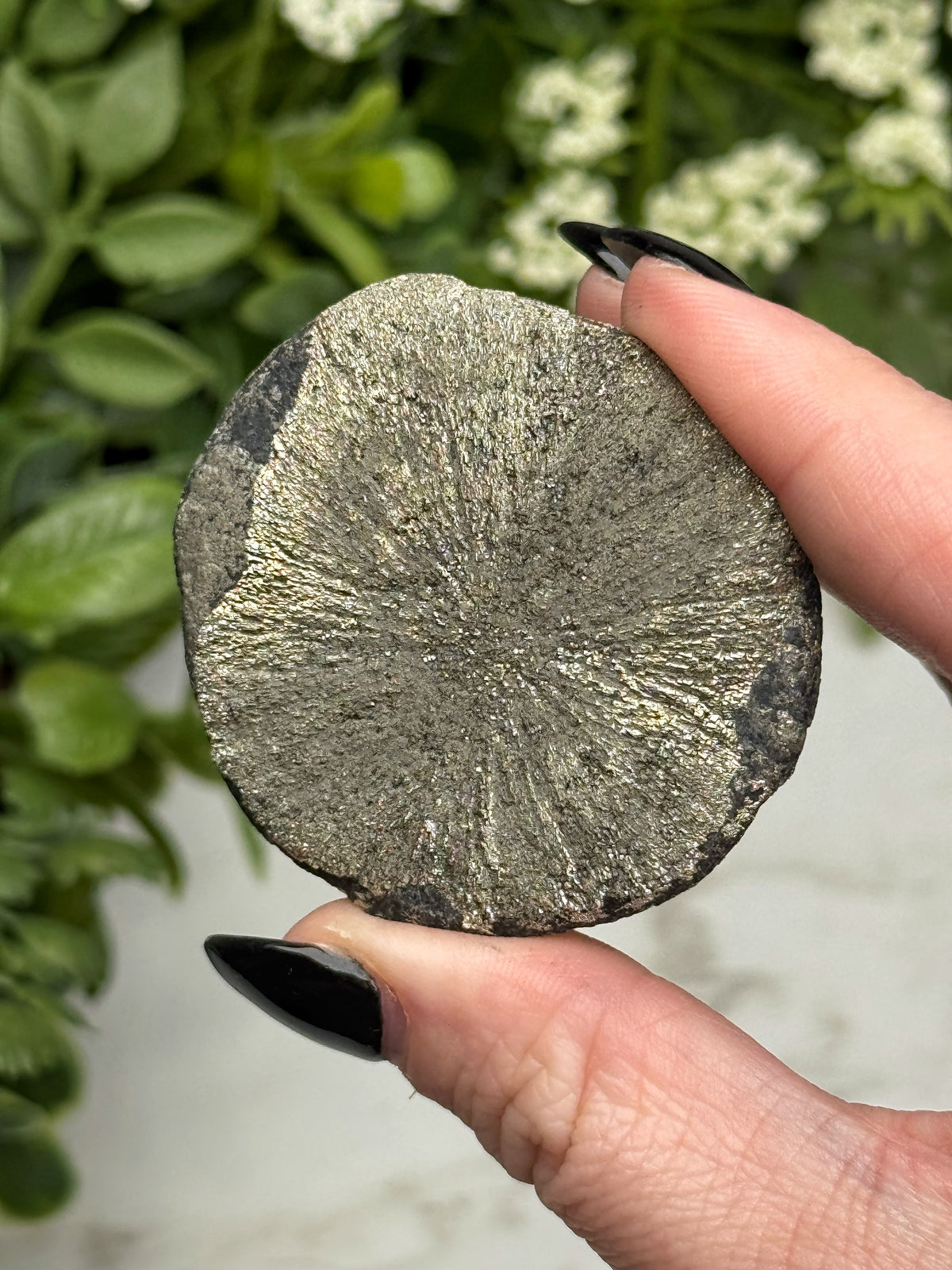 Pyrite Sun - #14
