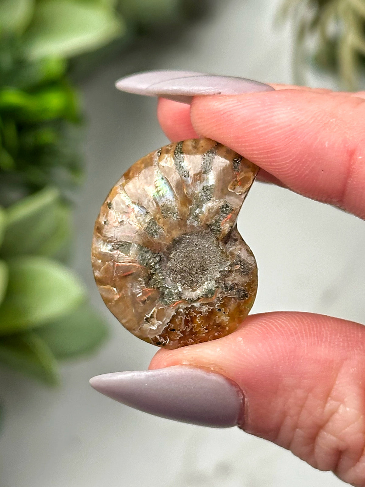 Emerald Ammonite Inlay - #1