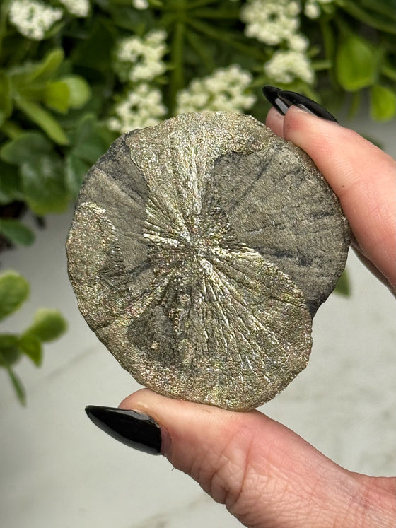 Pyrite Sun - #12