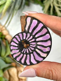 Phosphosiderite Ammonite Inlay - #1