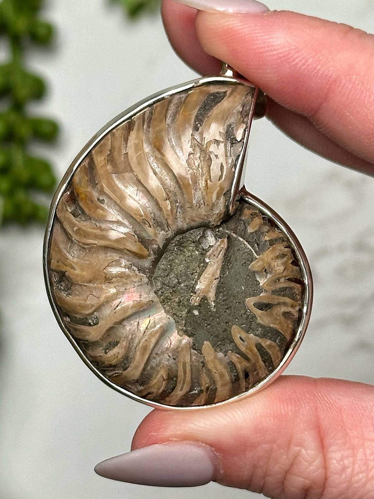 Purpurite Ammonite Pendant - #3