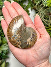 Labradorite Ammonite Inlay - #2