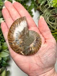 Labradorite Ammonite Inlay - #2