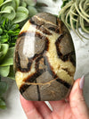 Septarian Freeform - #16