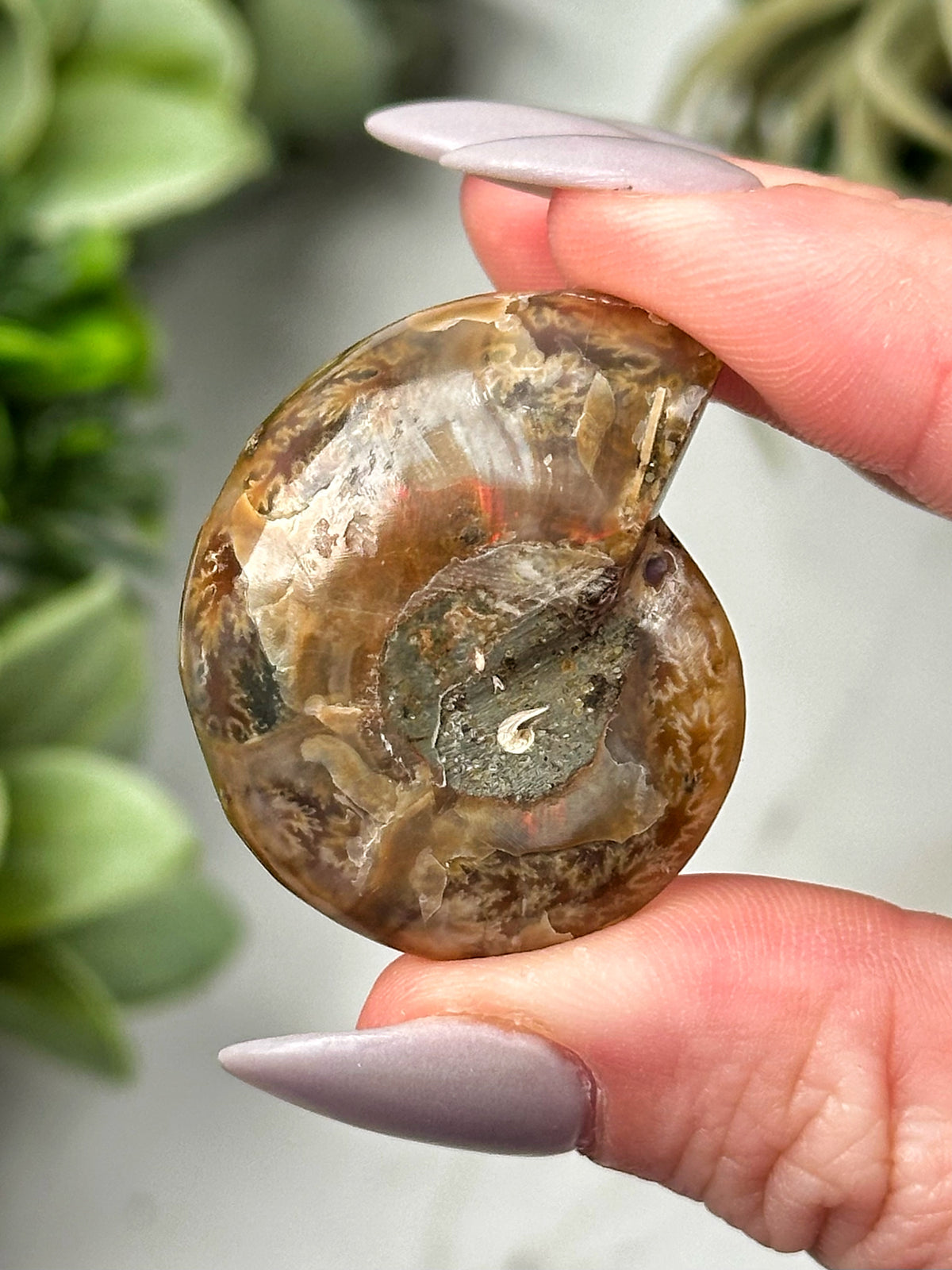 Sugilite Ammonite Inlay - #1