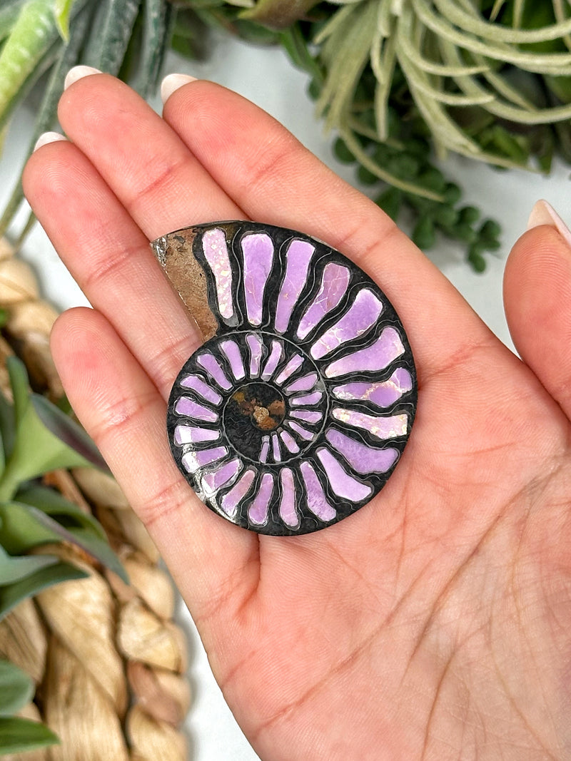 Phosphosiderite Ammonite Inlay - #1