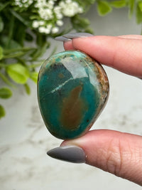 Blue Opalized Petrified Wood Palmstone - #13