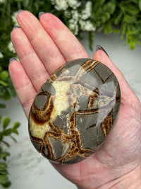 Septarian Palmstone - #2