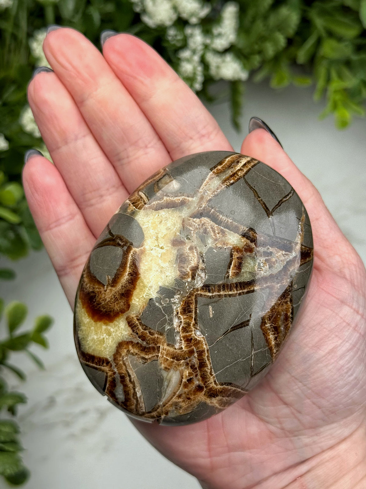 Septarian Palmstone - #2