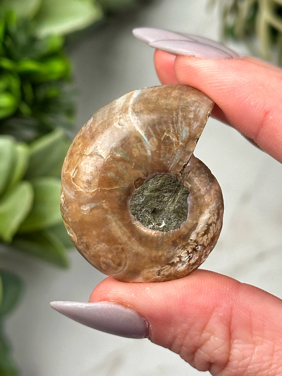 Blue Glass Ammonite Inlay - #1