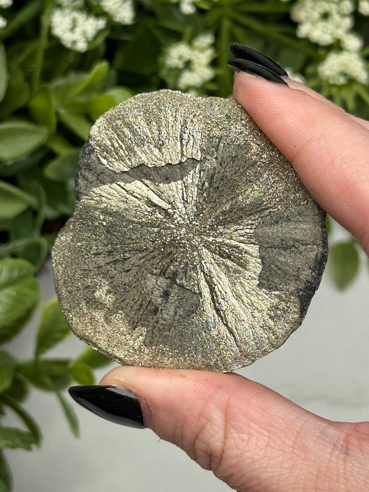 Pyrite Sun - #12