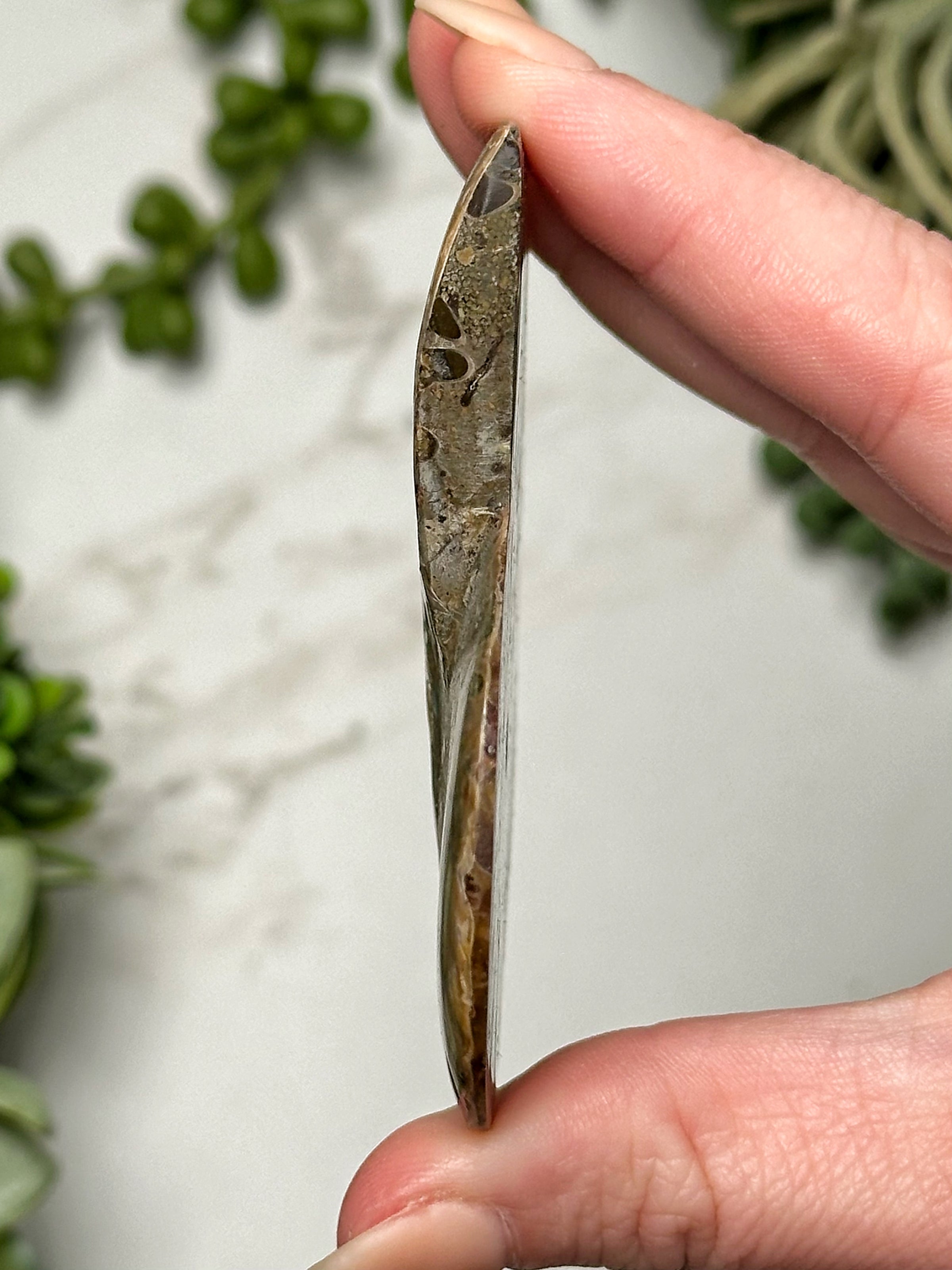 Labradorite Ammonite Inlay - #2