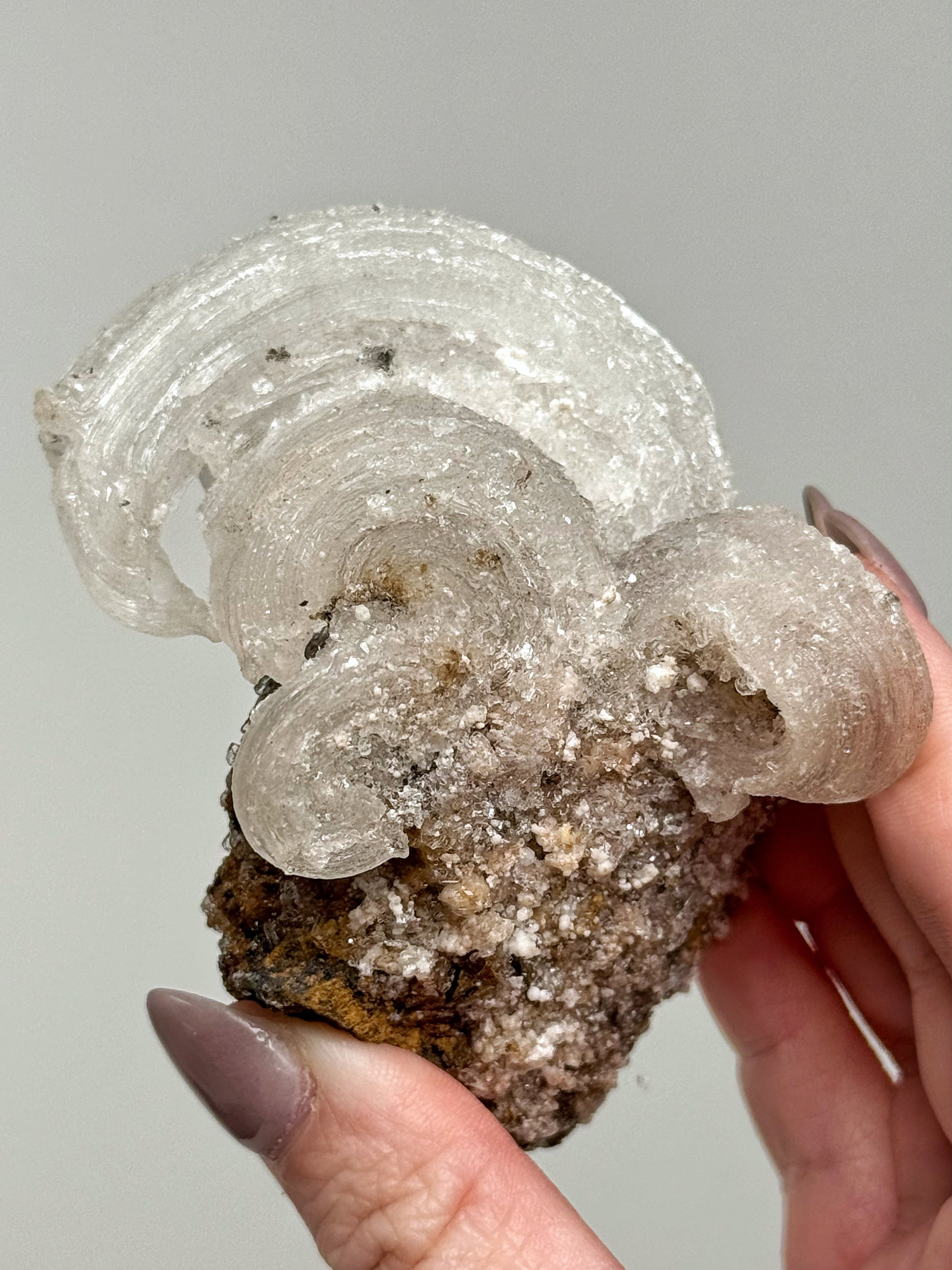 Selenite Ram's Horn - #1