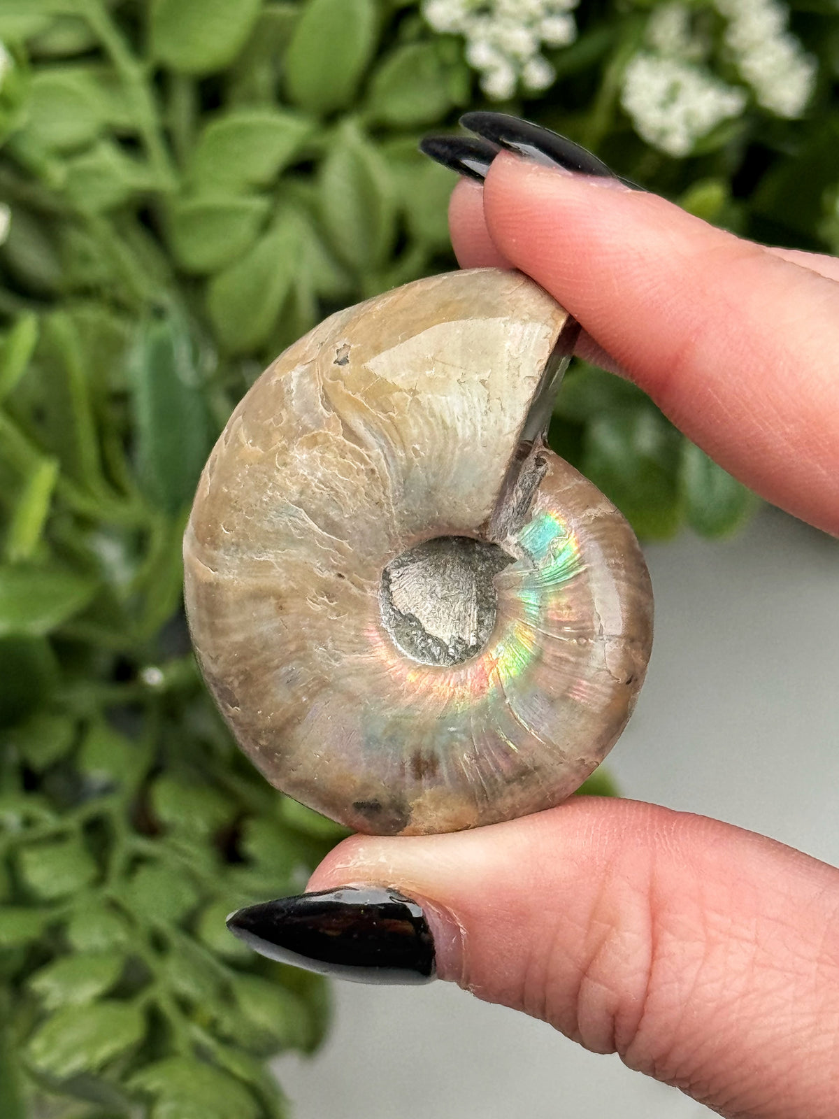 Phosphosiderite Ammonite Inlay - #2