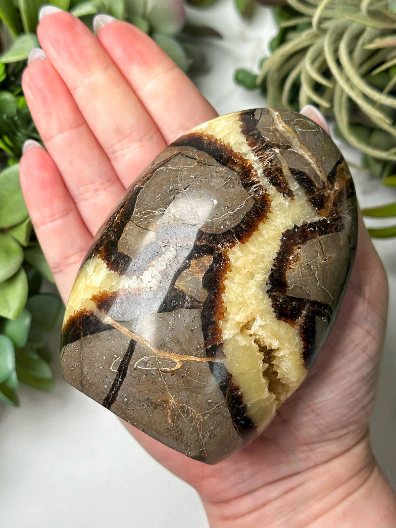 Septarian Freeform - #16
