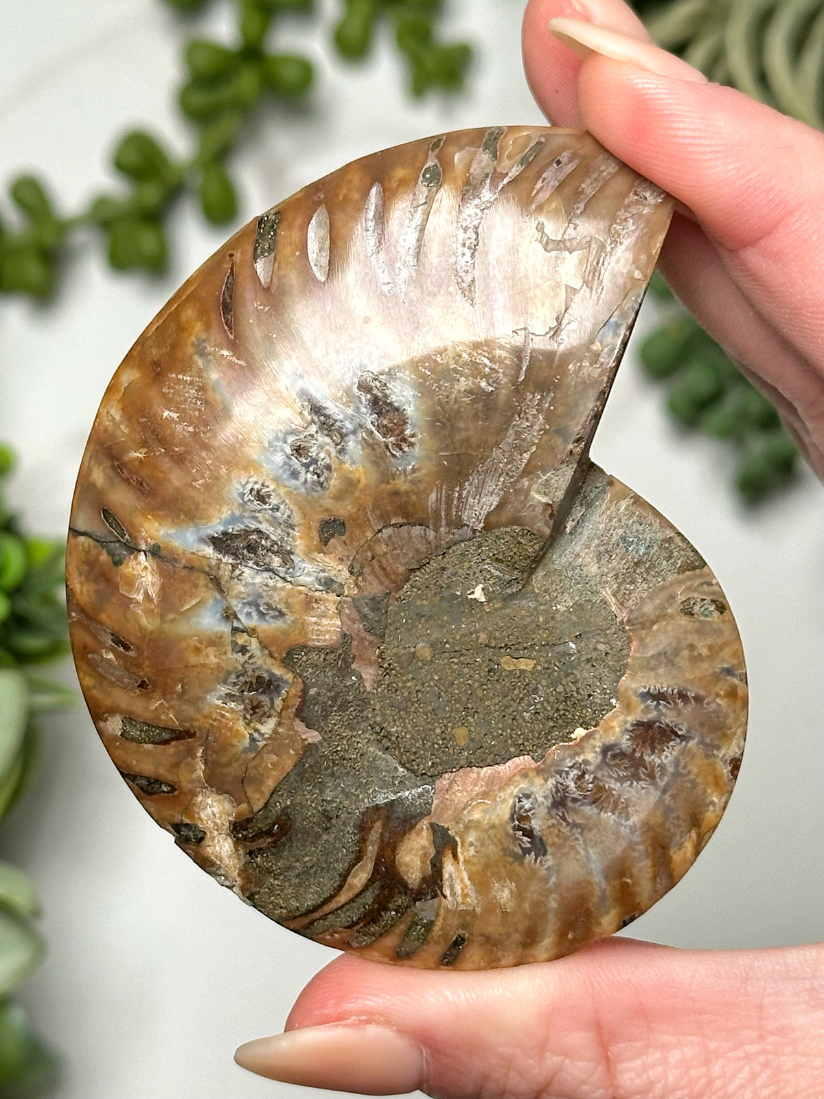 Labradorite Ammonite Inlay - #2
