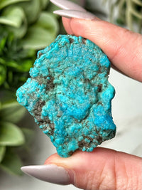 Turquoise Dragon - #1