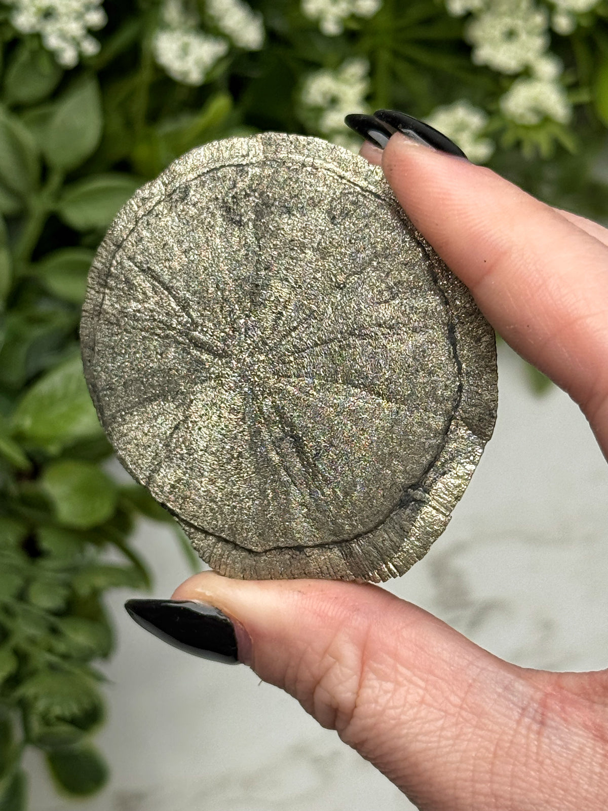Pyrite Sun - #13