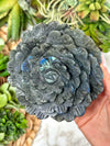 Labradorite Flower - #1