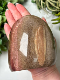 Petrified Wood Freeform - #12