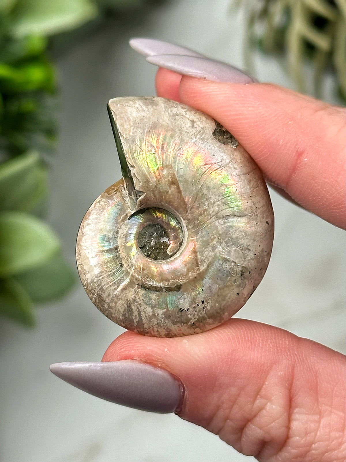 Tiffany Stone Ammonite Inlay - #4