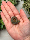 Moldavite Ammonite Inlay - #3