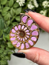 Phosphosiderite Ammonite Inlay - #2