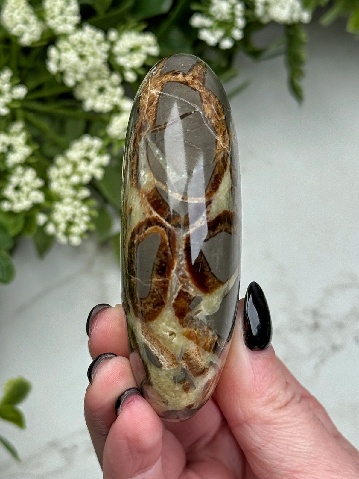 Septarian Palmstone - #4