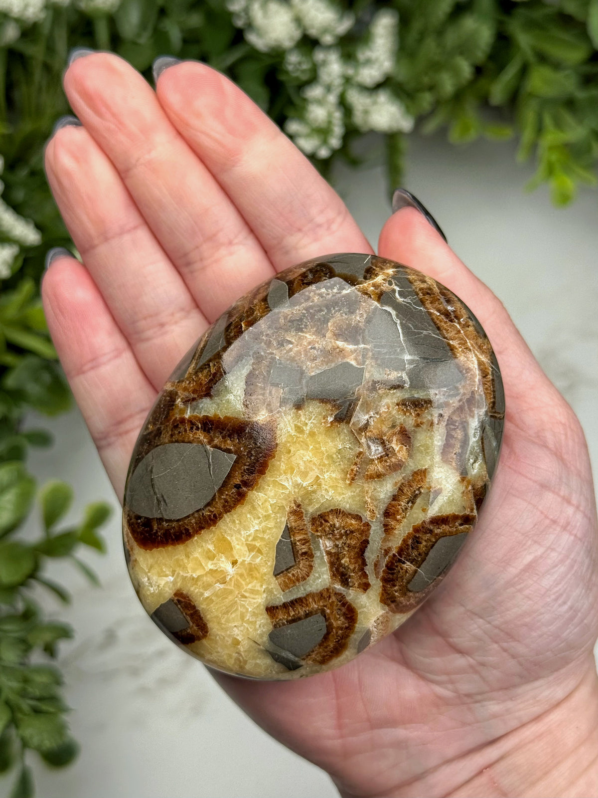 Septarian Palmstone - #4