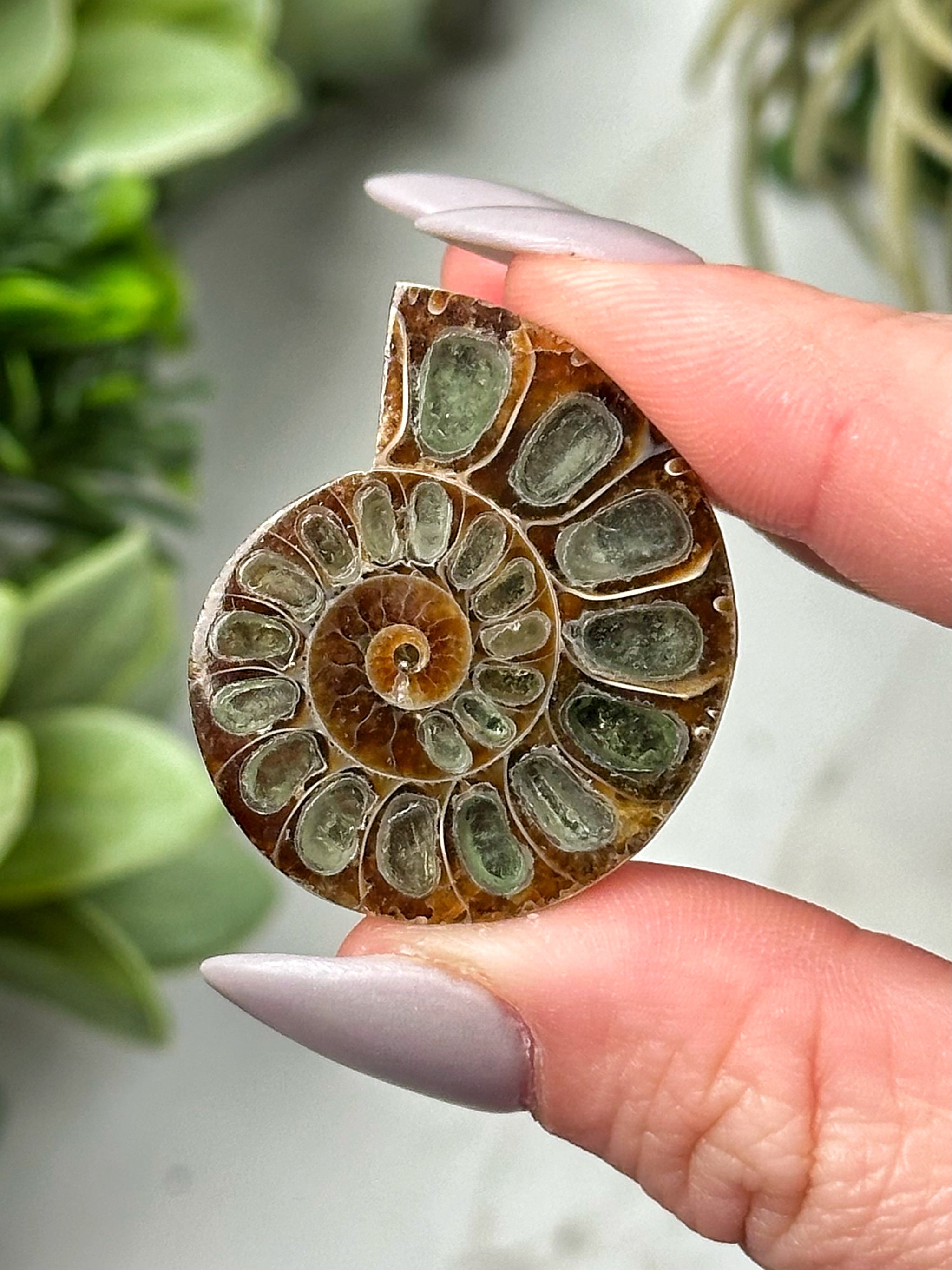 Moldavite Ammonite Inlay - #3