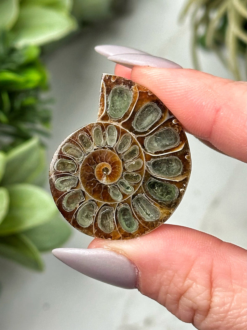 Moldavite Ammonite Inlay - #3