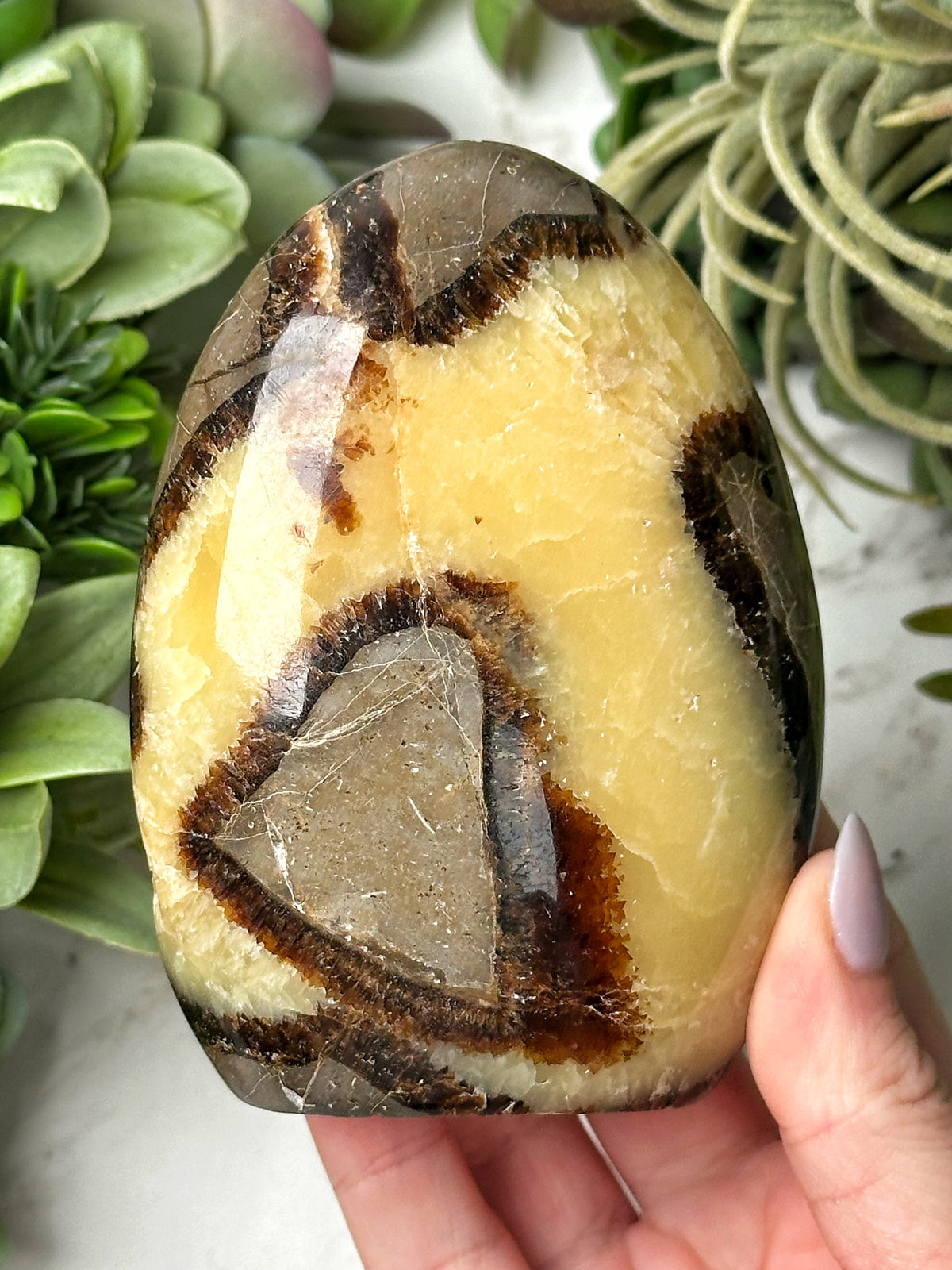 Septarian Freeform - #16
