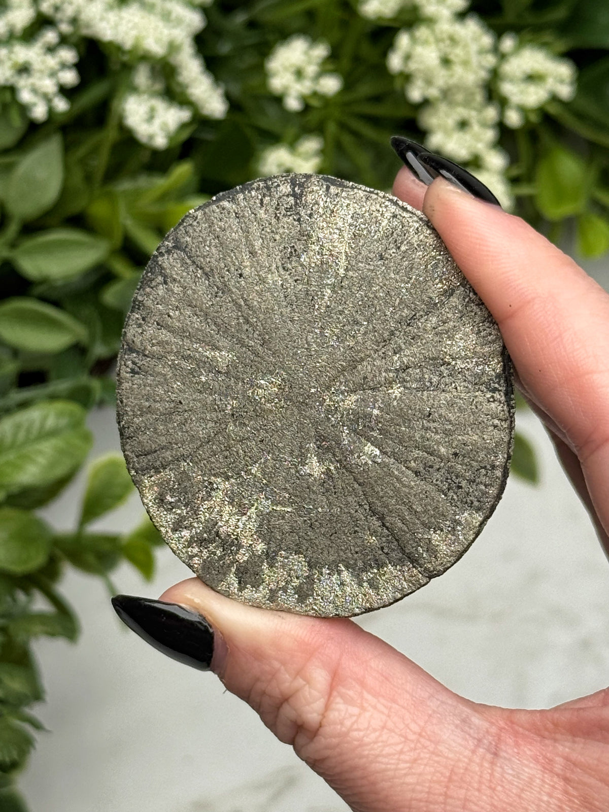 Pyrite Sun - #11