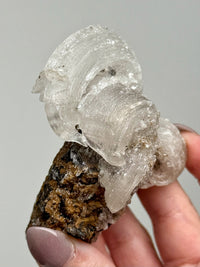 Selenite Ram's Horn - #1