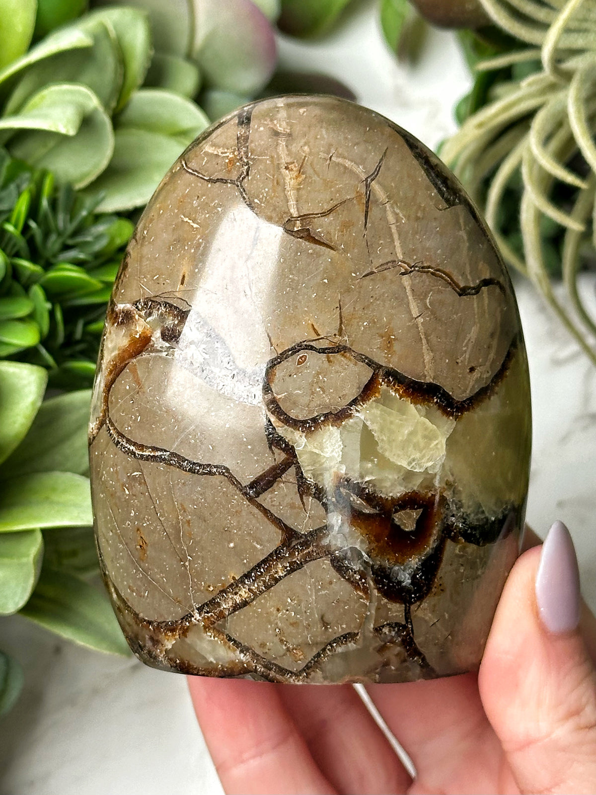 Septarian Freeform - #17